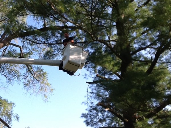 Tree Trimming Highland MI - Photo Gallery | The Tree Corp. - IMG_7726