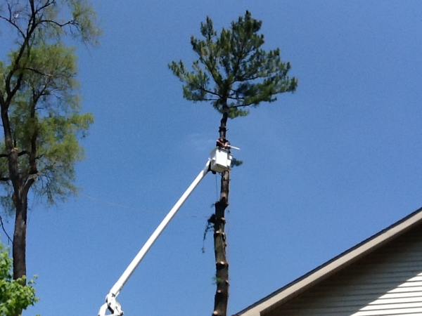 Tree Trimming Highland MI - Photo Gallery | The Tree Corp. - IMG_7764