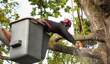 Tree Cutting Linden MI - The Tree Corp - home