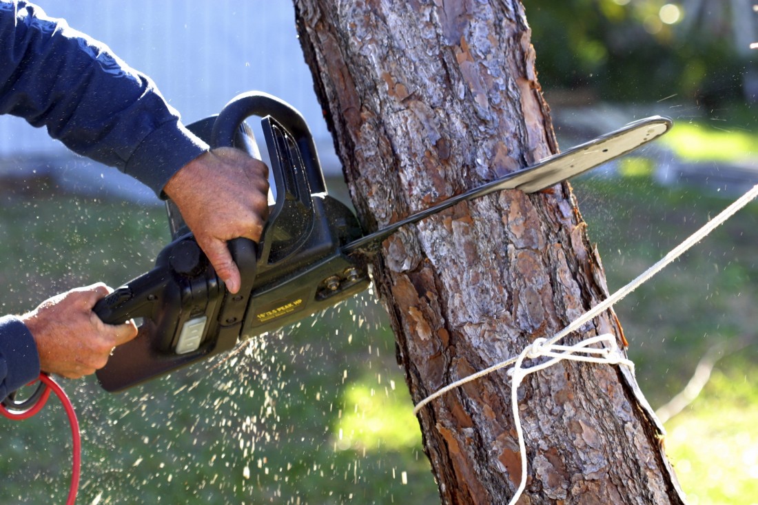 Tree Cutting Novi MI - The Tree Corp - iStock_000000378091_Large