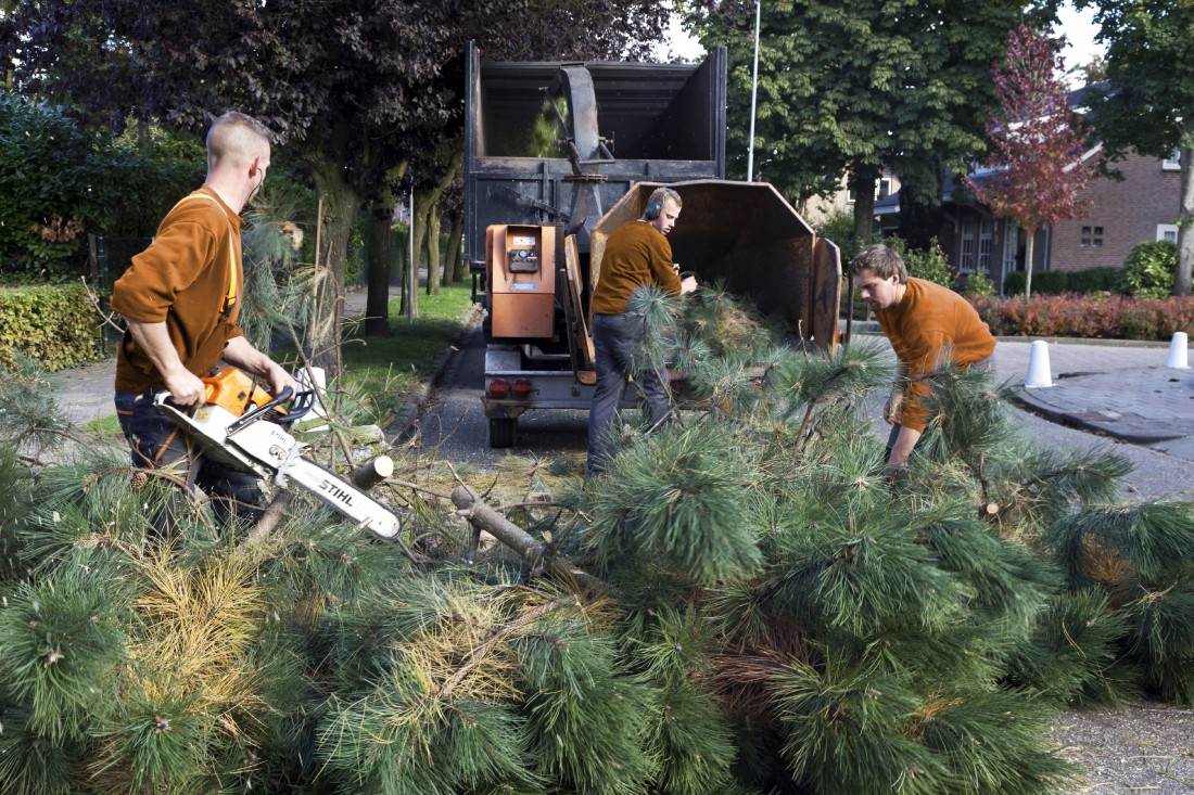 Stump Grinding Bloomfield Township MI - The Tree Corp - iStock_000021891010_Large