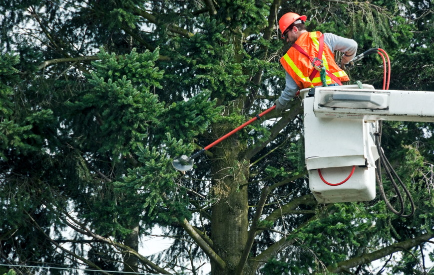 Tree Company Walled Lake MI - The Tree Corp - iStock_000023105661_Small