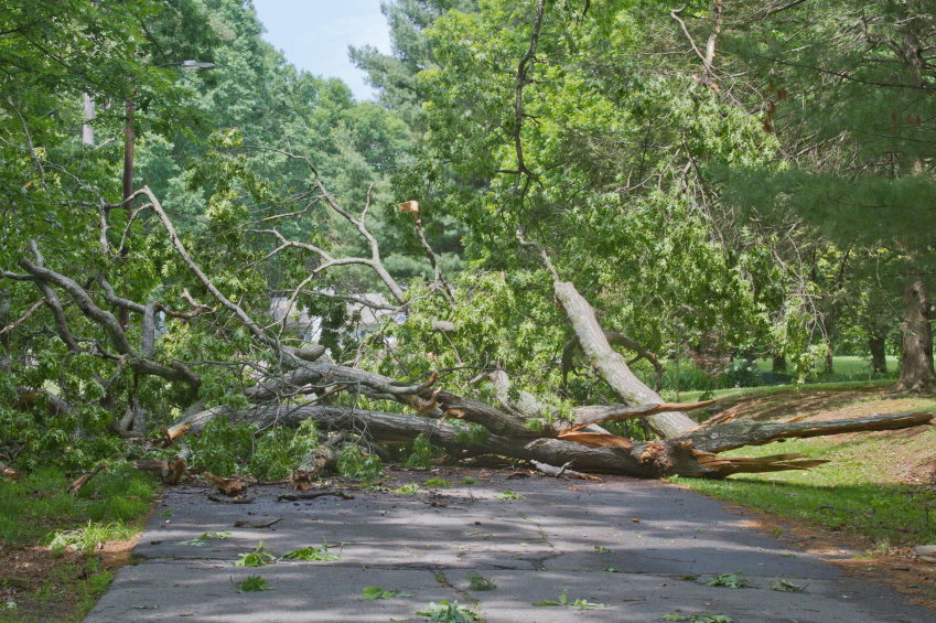 Tree Trimming Oakland County MI - The Tree Corp - iStock_000049998800_Small