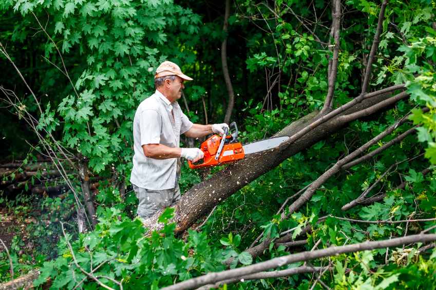 Tree Trimming Howell MI - The Tree Corp - iStock_000067819775_Small