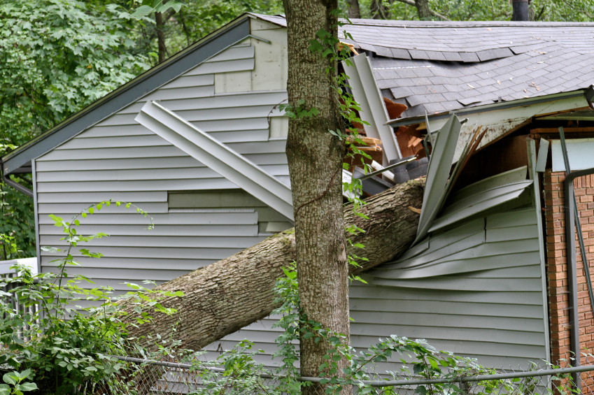 Tree Removal Farmington Hills MI - The Tree Corp - iStock_000070234923_Small