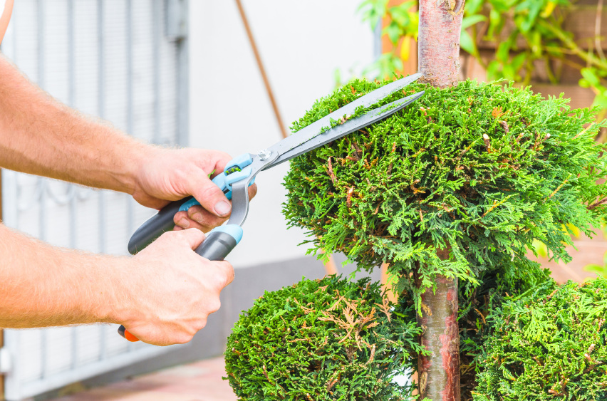 Tree Trimming Brighton MI - The Tree Corp - iStock_000078630561_Small
