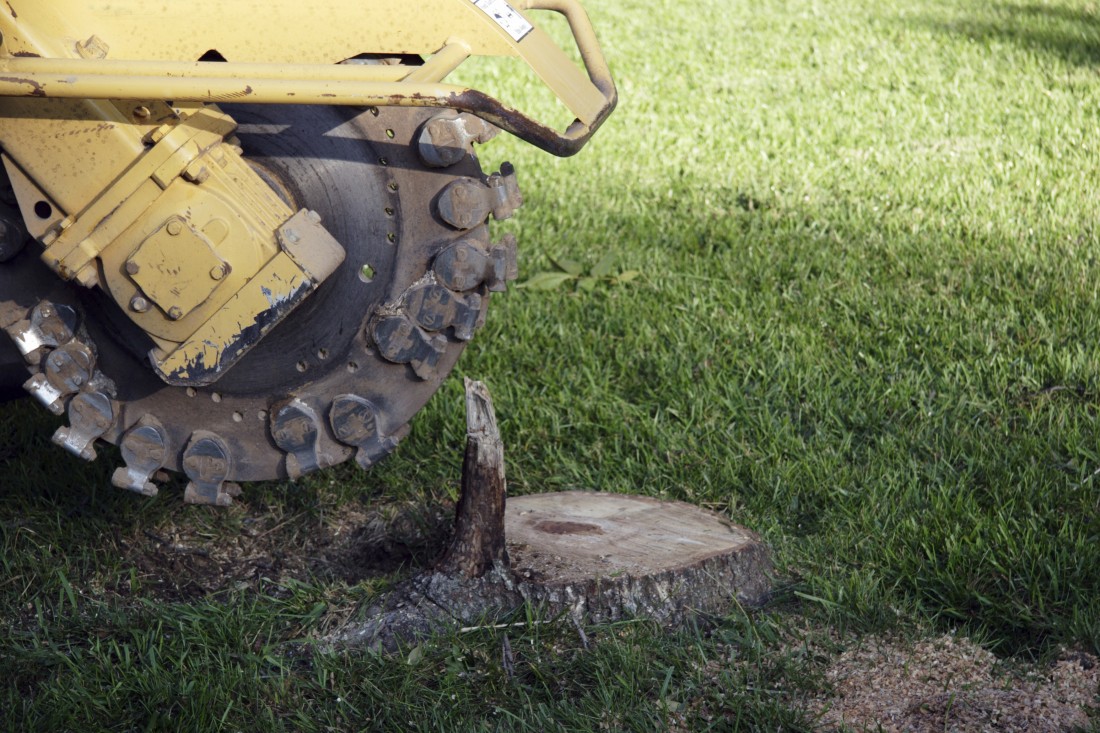 Tree Trimming Linden MI - The Tree Corp - tree_stump_grinding